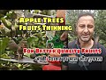 Fruits thinning in applepear and stone fruits     fruits thinning in apple