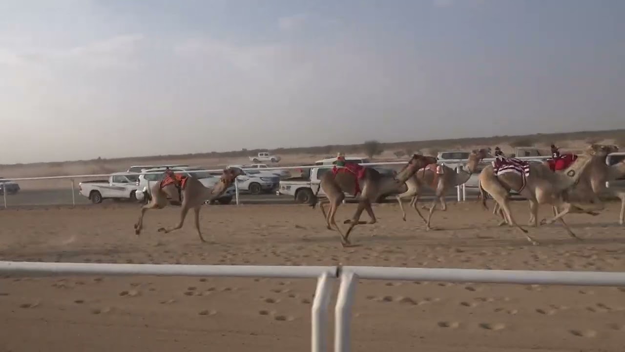 ش4 قعدان مفاريد 1447/07/28هـ - 2026/01/17م (الحجاز) دليل مسفر عبدالرحمن الدوسري