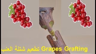 كيف تطعم شتلة العنب فى حديقة منزلك How to Graft Grapes Vines