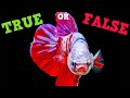 How Much Is True About Betta Fish? Siamese Fighting Fish True Or False!