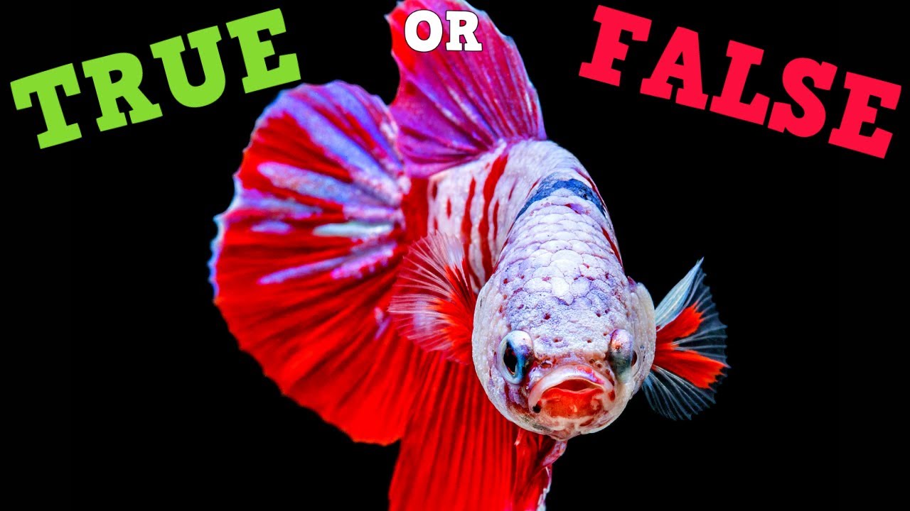 How Much Is True About Betta Fish? Siamese Fighting Fish True Or False!