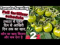 Tomato fertigation schedule           tomato farming  praveenthakur