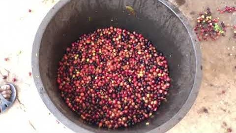 coffee cherry sorting (separate quality coffee cherry and product coffee cherry)