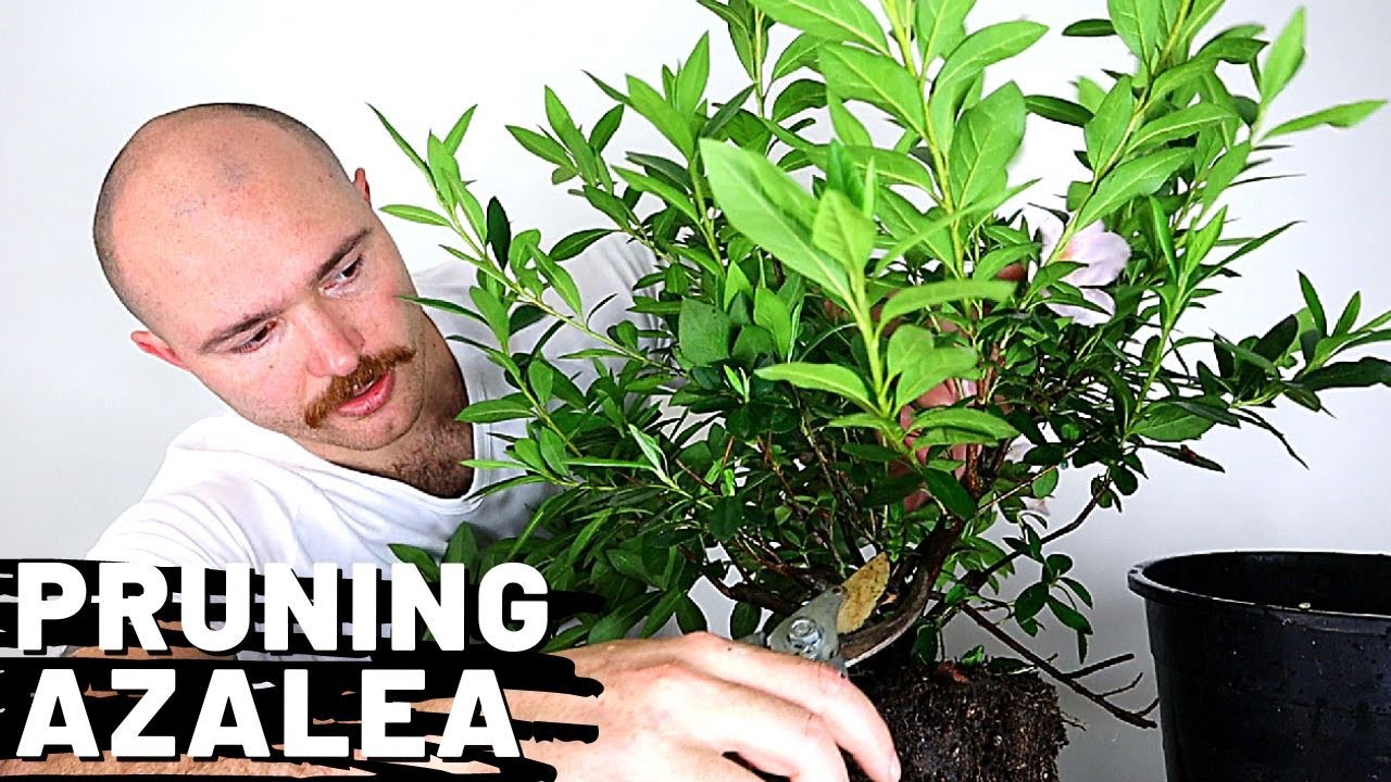 Azalea PreBonsai Pruning & Repotting Nursery Stock YouTube