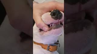 Mini Bull Terrier Luna Wakey Wakey 22 Weeks Old