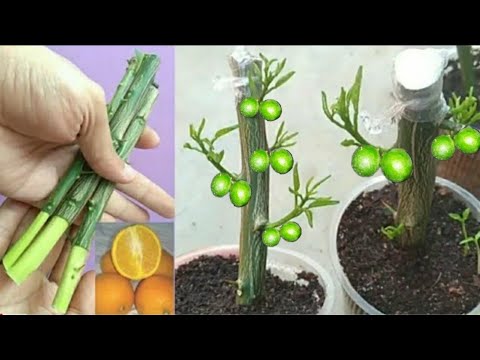 Vídeo: Estimulador de crescimento de plantas de mel - usando mel para estacas de raízes