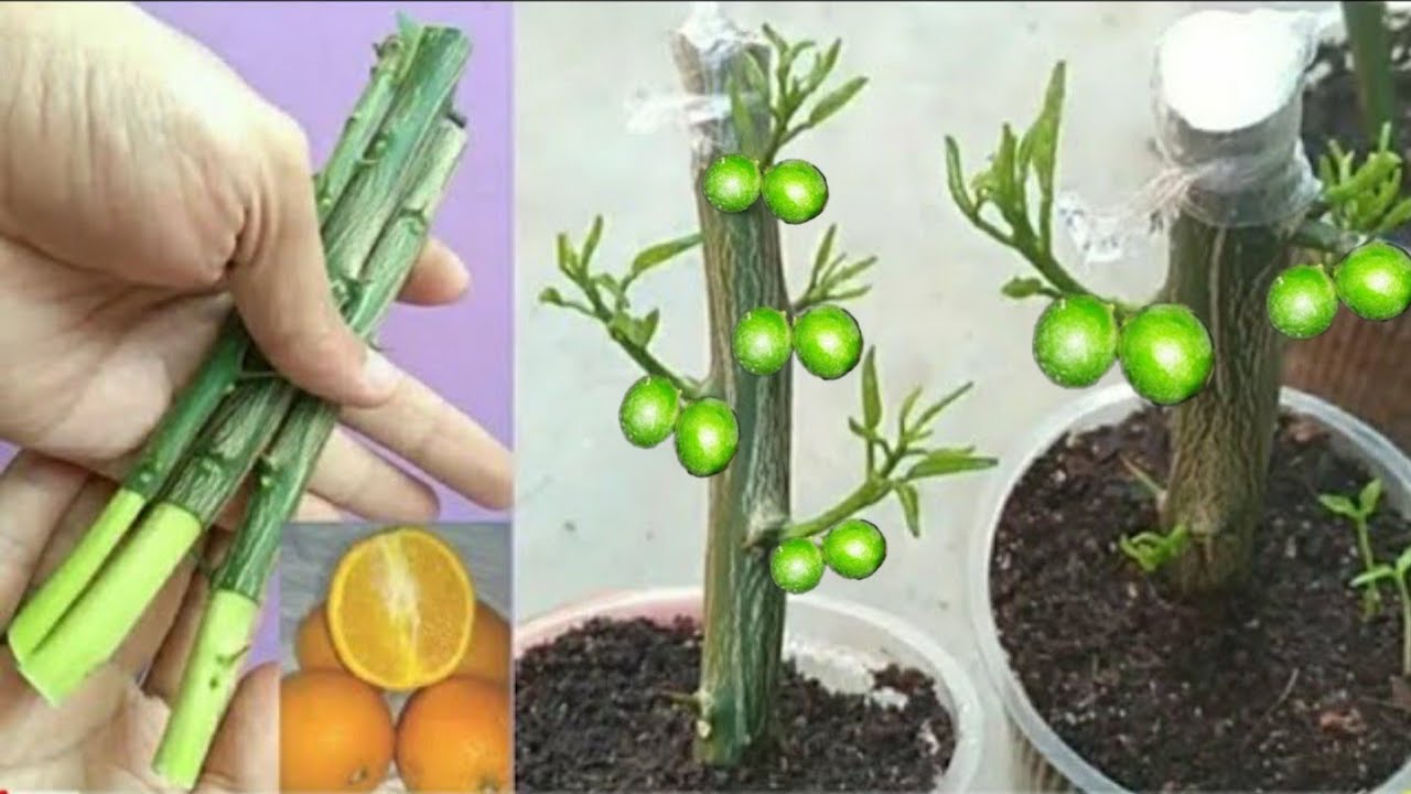 enraiza QUALQUER galho usando mel de abelhas,(RESULTADO FANTÁSTICO)