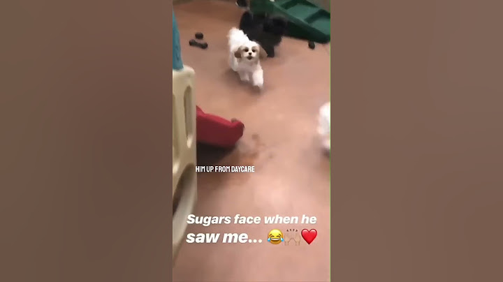 Her dog’s reaction when she picked him up from daycare is awesome 😂👏