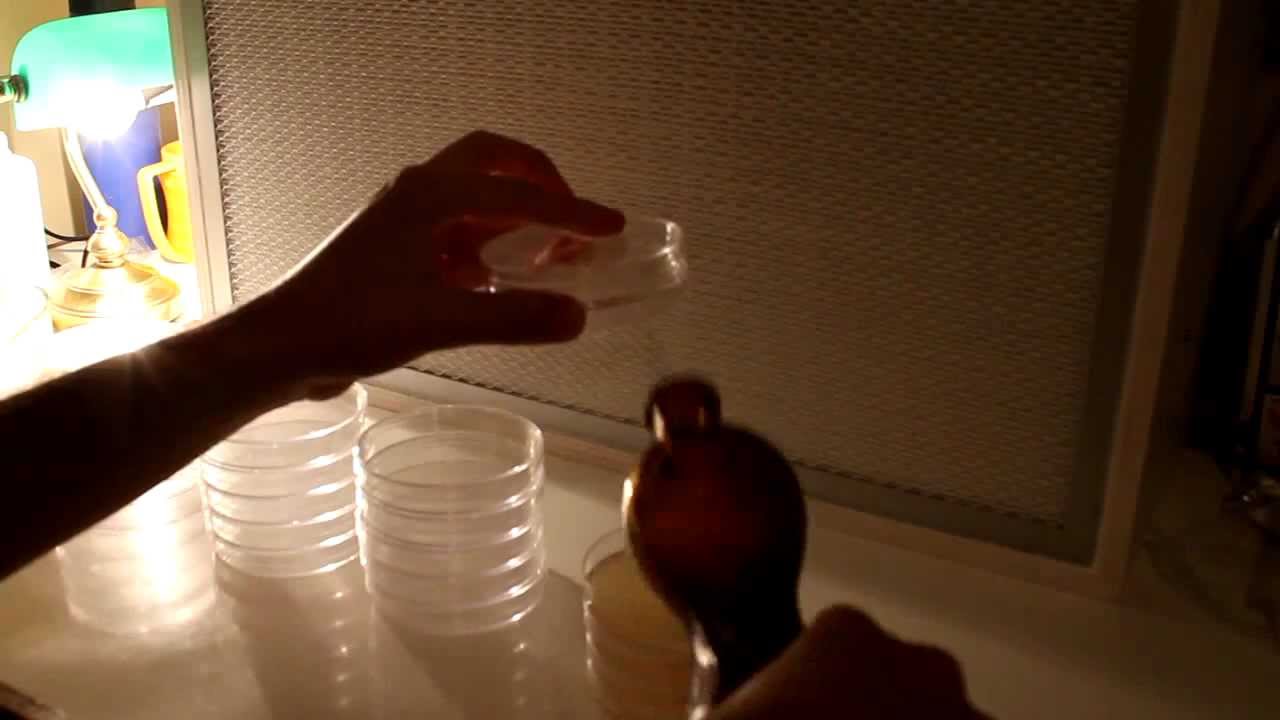 Versare l'agar nelle piastre di petri