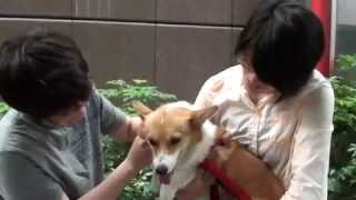 Paw Angel 宣導短片-狗狗,我們可以做朋友嗎