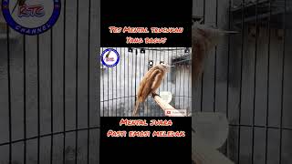 Download Lagu Tes mental trucukan juara MP3