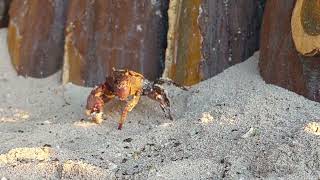 Crab in a white sand | Samal Island Beach