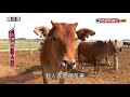 2017.10.28【民視異言堂】台灣黃牛‧好牛！