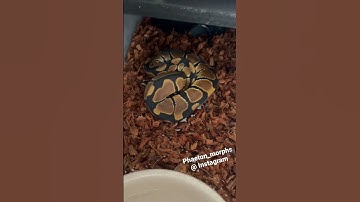 My new snake from @KINOVAReptiles #ballpython #unboxing