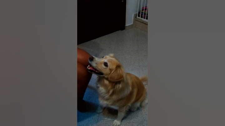 Cane intelligente, il cane più intelligente