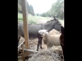 Video de mouton qui veut s'accoupler avec une ânes