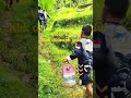 si bocil mancing Channa limbata, ikan yg lagi populer itu lo #shorts