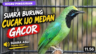 SUARA BURUNG CUCAK IJO MEDAN GACOR | NGEROL PANJANG & ISIAN