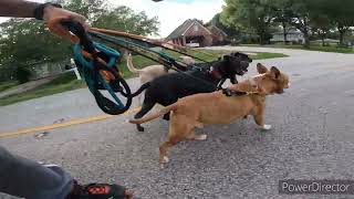 Rollerblading a pack of 5 dogs who came to us for behavior issues like dog aggression.