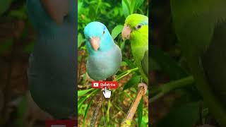 Pure Perfection: Beautiful Wild Parrotlet Couple ✨ #parrotlet #beautifulbirds #wildlife4k