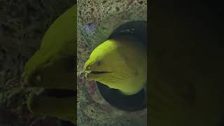 Terrifying. Aggressive.  Stalker. #eel  #trendingshorts #alabama #fish #mcwanecenter #eelamvideos
