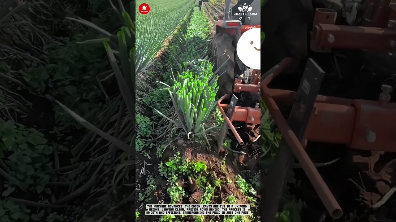 Обрезка зеленого лука: с помощью трактора для равномерного роста.