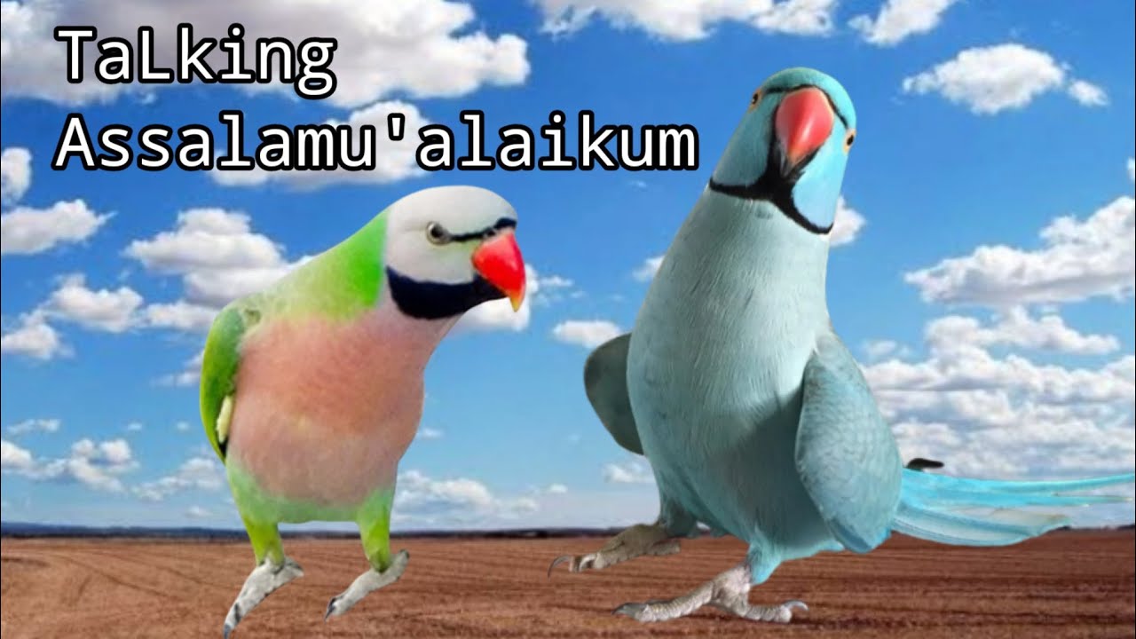 Masteran TALKING ASSALAMU'ALAIKUM untuk burung BETET dan parrot lainnya