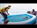 Worlds Smallest Dog Swimming Tournament - *Finale*