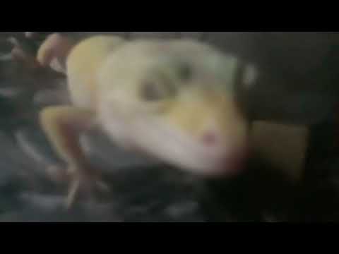 Pov: Your a photographer and woke up near a lizard cage Part 1