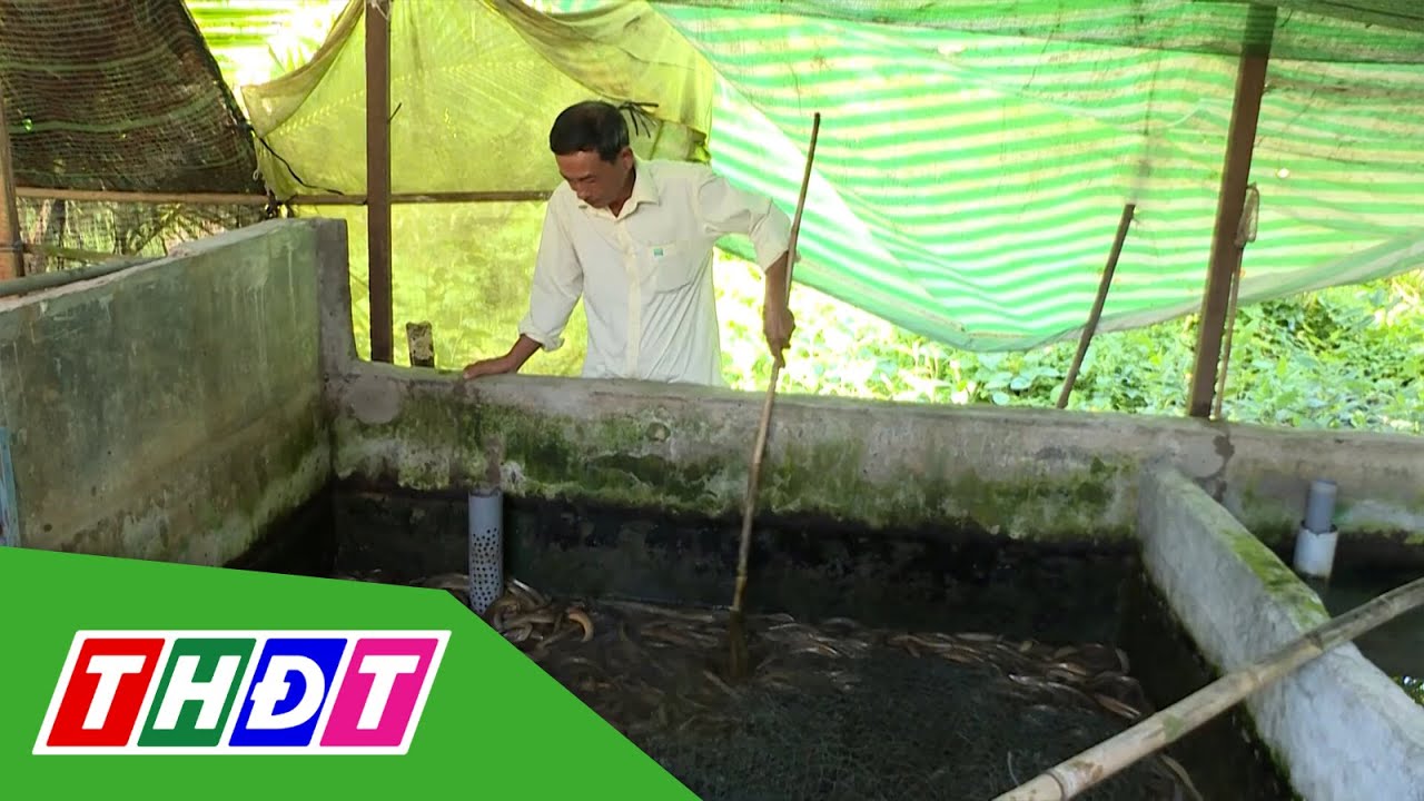 Kiên Giang: Tìm hướng ra cho nghề nuôi lươn không bùn | THDT - YouTube