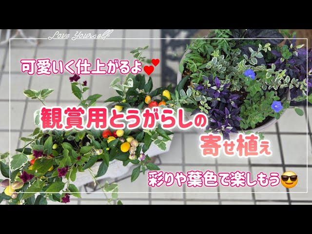 暑さOK😆カラフルな実と葉色で楽しむとうがらし🌶️【夏の寄せ植え】2
