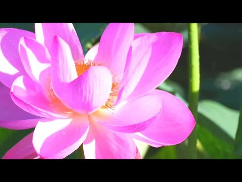 Красота Мира Природы (Цветы)