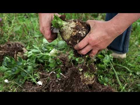 Video: Problemen Met Het Kweken Van Selderij