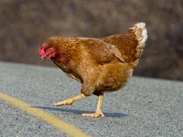 Why did the chicken cross the road? To help me play Crossy Road