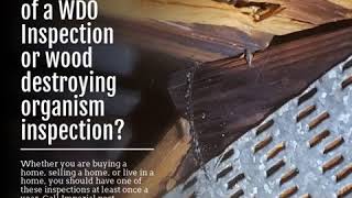 When Talking Of Insects That Destroy Woods Everyone Talks About Termites And Carpenter Ants People Hardly Talk New Things To Learn Cool Gadgets To Buy Beetle