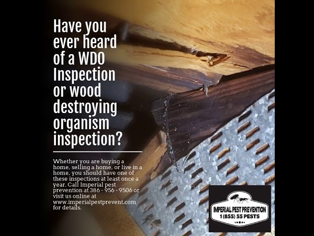 What Are Powder Post Beetles?