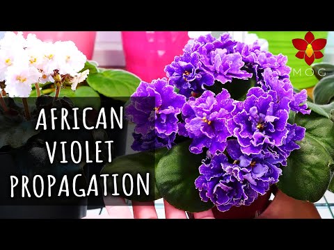 Vídeo: Com propagar les violetes africanes a partir d'esqueixos de fulles, llavors i divisió