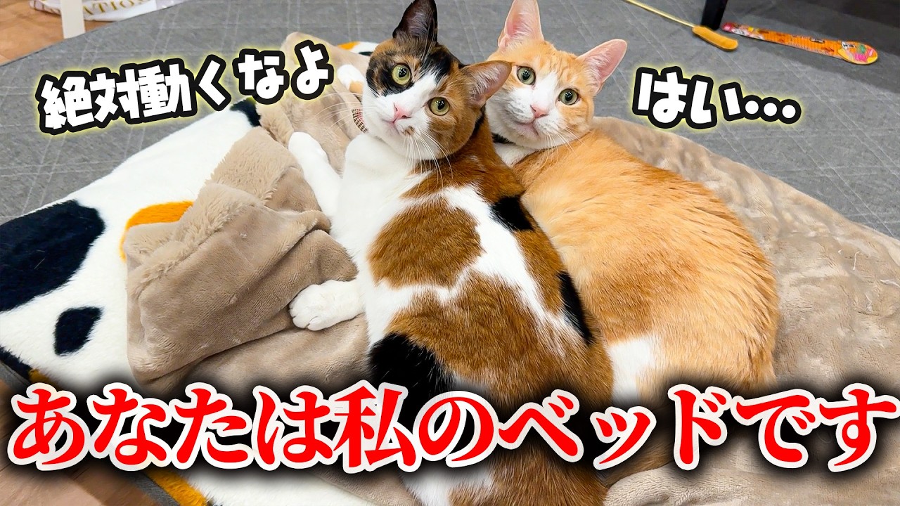 There's a cat who's completely under the thumb of a younger girl