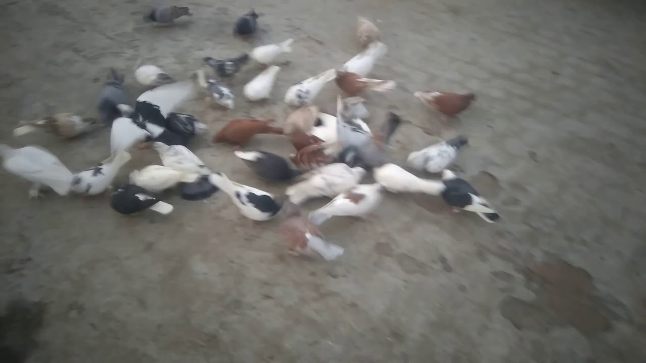 Vishal kabooter baaz gali no 17 Shanti mohalla Delhi 31