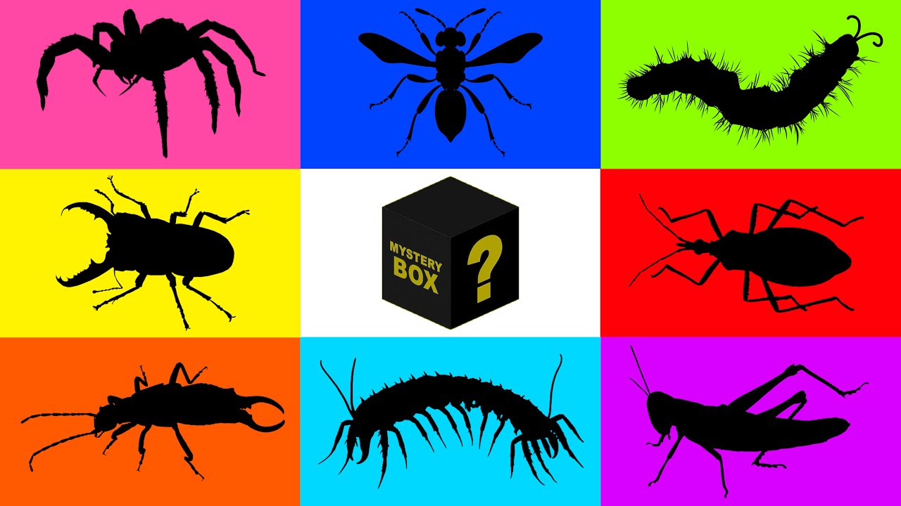 Насекомое: клоп-поцелуйчик, паук-скакун, оса, уховертка, жук-олень, многоножка, кузнечик, гусеница