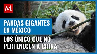 ¿Por qué México tiene al único panda del mundo que no pertenece a China?