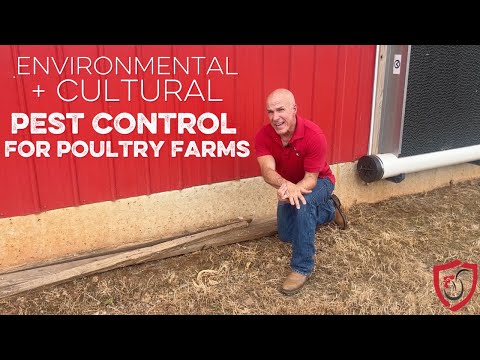 Environmental Pest Control in Poultry Farms