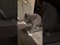 как назвать нам котенка?