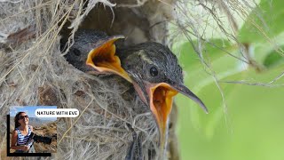 AMETHYST SUNBIRD BABIES #sunbirds #nesting #wildlife #wildlifephotography #closeup #nature #birds