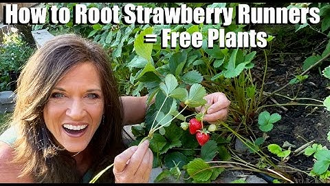 How to Root Strawberry Runners - A Quick, Easy Way to Grow Free Plants