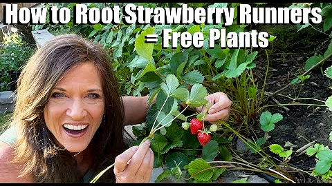 How to Root Strawberry Runners - A Quick, Easy Way to Grow Free Plants