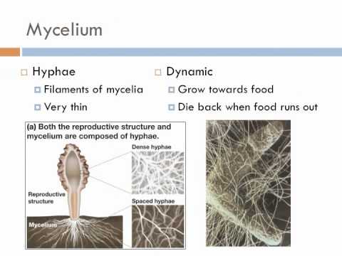 Biology 2, Lecture 9: Fungi