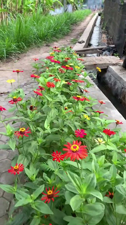 Ada yang tau bunga apa ni guss#shortvideo #shorts #shortfeed #bunga