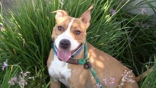 Shelter Showcase - JORY (ADOPTED!)