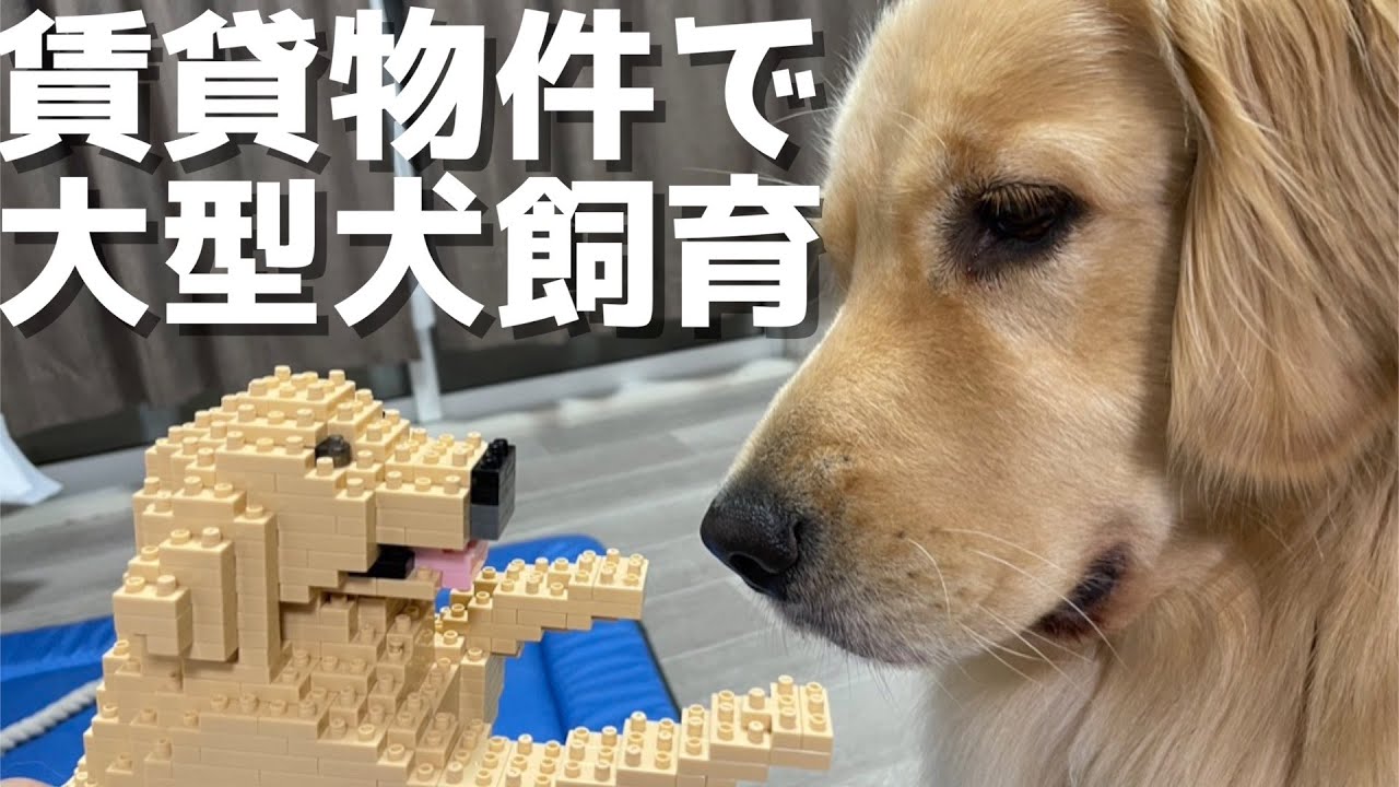 一人暮らしで大型犬を飼う時の賃貸物件の間取りについて話します Youtube